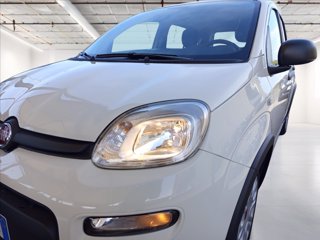 FIAT Panda 1.0 firefly hybrid s&s 70cv 19